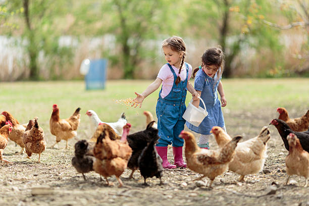 Feeding Animals
